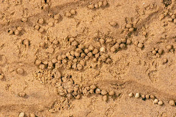 Real beach sand detailed macro closeup texture or background