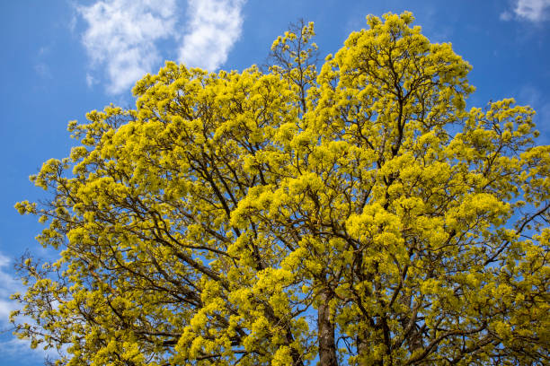 istock Acer platanoides, Norway maple flowers, Finland 1239527820