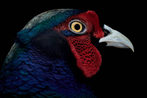 istock Close-up profile of a pheasant (Phasianus colchicus) isolated on black background 1239528919