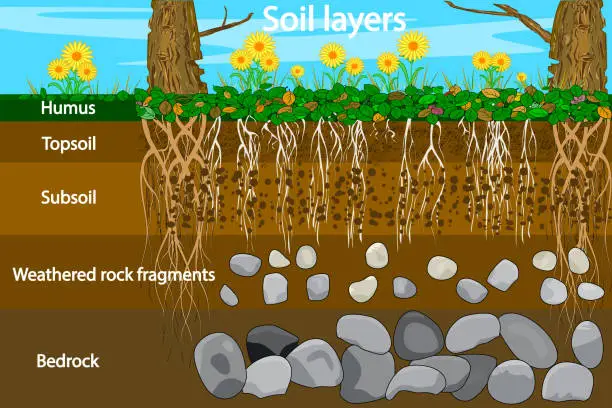 Vector illustration of Soil layers. Diagram for layer of soil. Soil layer scheme with grass and roots, earth texture and stones.