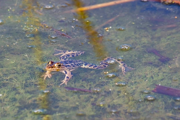 March Spring Frog 760+ Marsh Frog Photos Stock Photos, Pictures & Royalty-Free Images ...