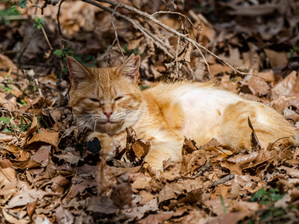 istock Feral cat napping in fallen forest leaves 1239545090
