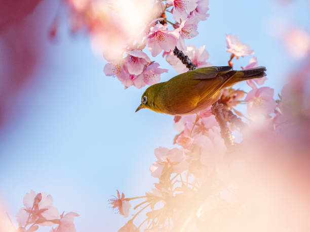 istock Japanese warbling white eye in cherry blossoms 7 1239548855
