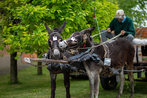Farmer on his cart pulled by two donkeys