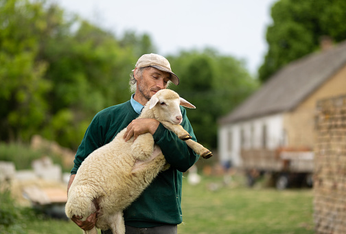 Farmer holding a sheep stock photo