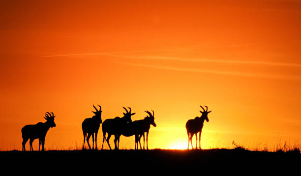 rebaño de topi en silueta durante la puesta del sol - masai mara national reserve sunset africa horizon over land fotografías e imágenes de stock