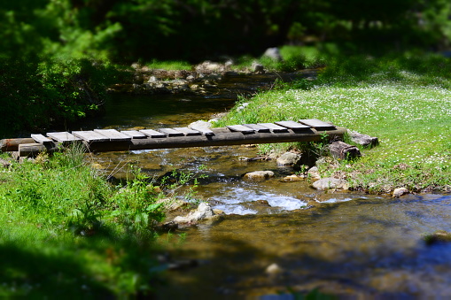 wooden bridge, forest, creek, stream