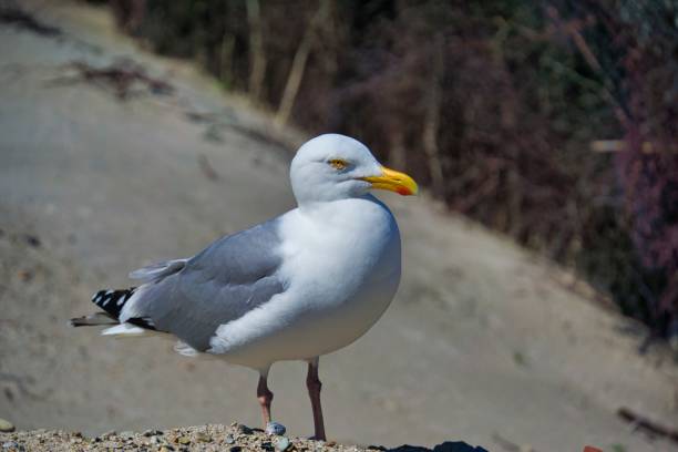istock european herring gull on heligoland 1239569083