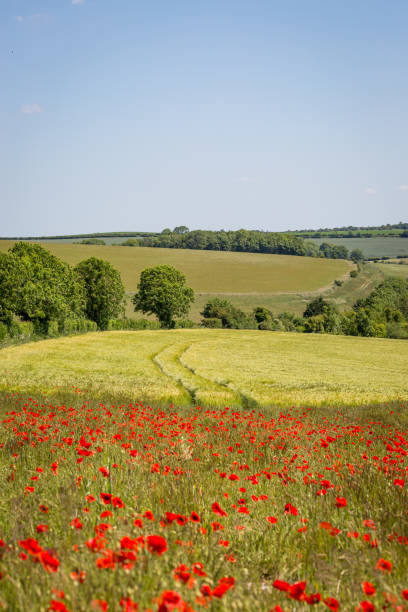istock A Rural Sussex View 1239576640