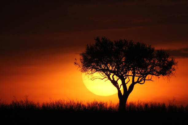 árbol solo en africa durante la puesta del sol - masai mara national reserve sunset africa horizon over land fotografías e imágenes de stock