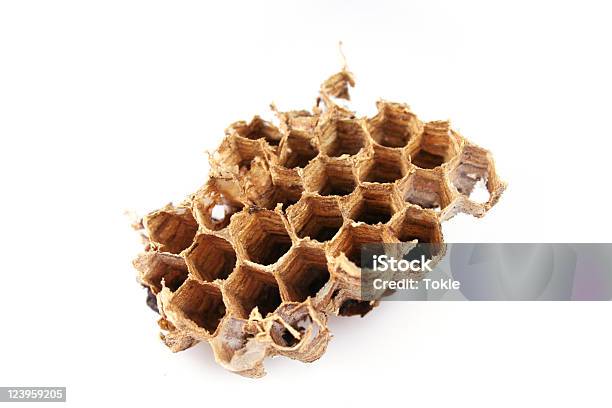 Honeycomb Cowfish Stockfoto und mehr Bilder von Bienenwabe - Bienenwabe, Braun, Farbbild