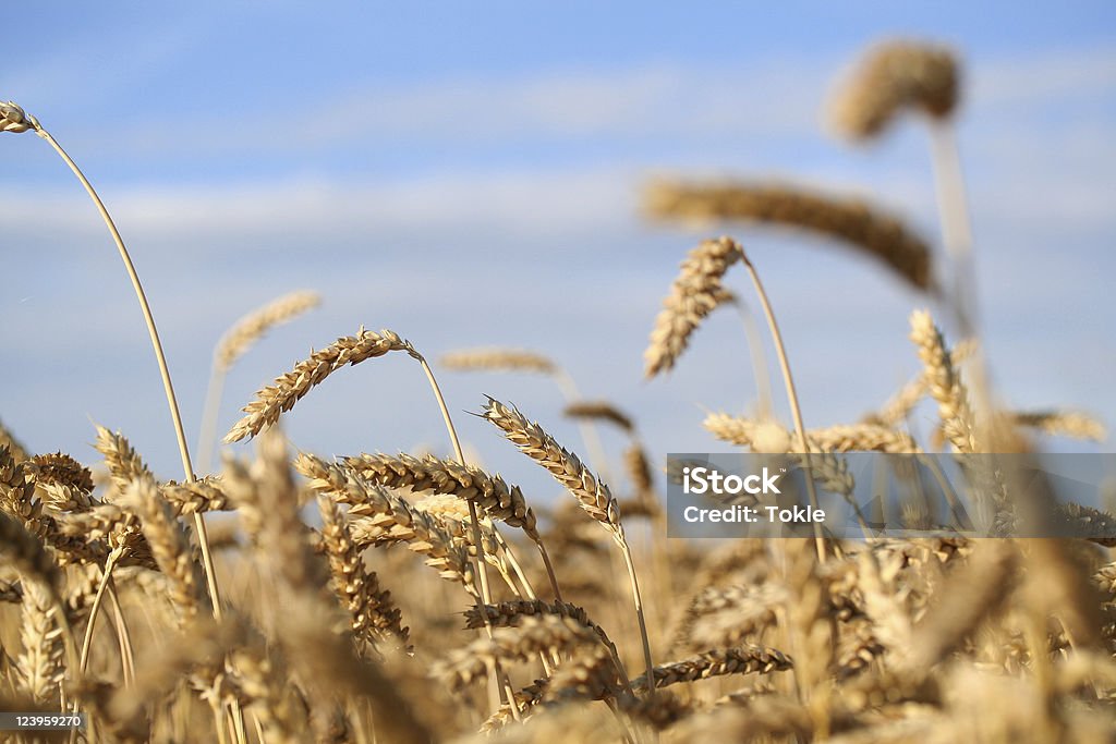 Weizenfeld - Lizenzfrei Beige Stock-Foto