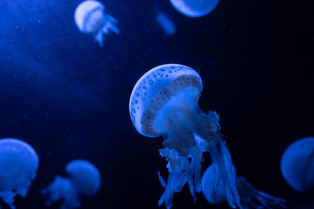istock Octopus jellyfish floating in the dark 1239597471
