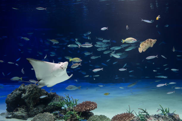 istock Image of a stingray and a fish swimming 1239598725