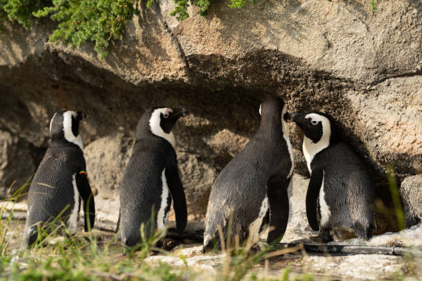 istock cape penguin taking a dip in the sun 1239598740