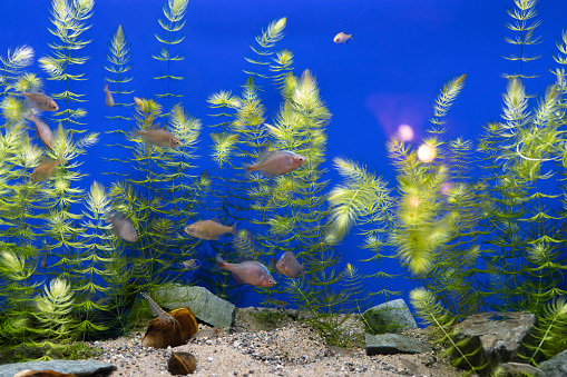 Colorful blue fish in an aquarium. Labidochromis fish