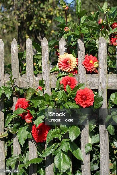 Blumen Zwischen Einem Zaun Stockfoto und mehr Bilder von Blatt - Pflanzenbestandteile - Blatt - Pflanzenbestandteile, Blume, Blüte