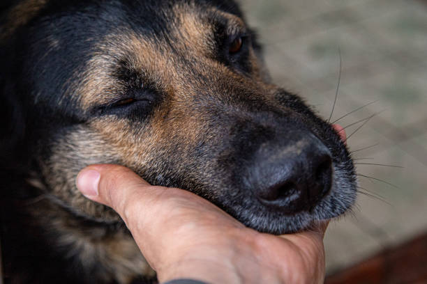 istock Shepard dog happy to be scratched while putting his head on a human hand 1239605932