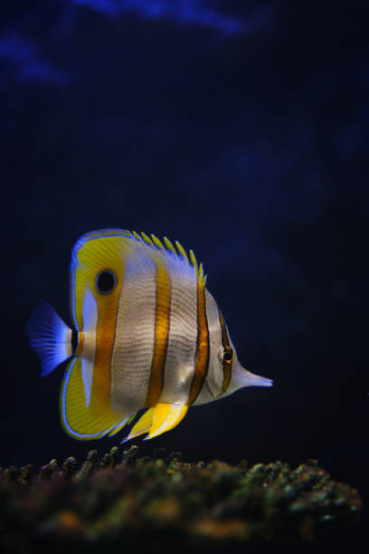 istock Copperband Butterflyfish (Chelmon rostratus) or Beaked coral fish. 1239607012