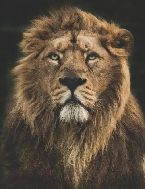a lions gaze