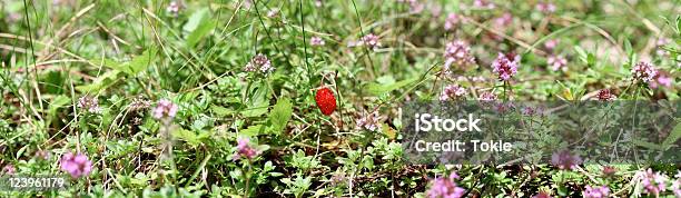 Walderdbeere Stockfoto und mehr Bilder von Alpen - Alpen, Beere - Obst, Blume