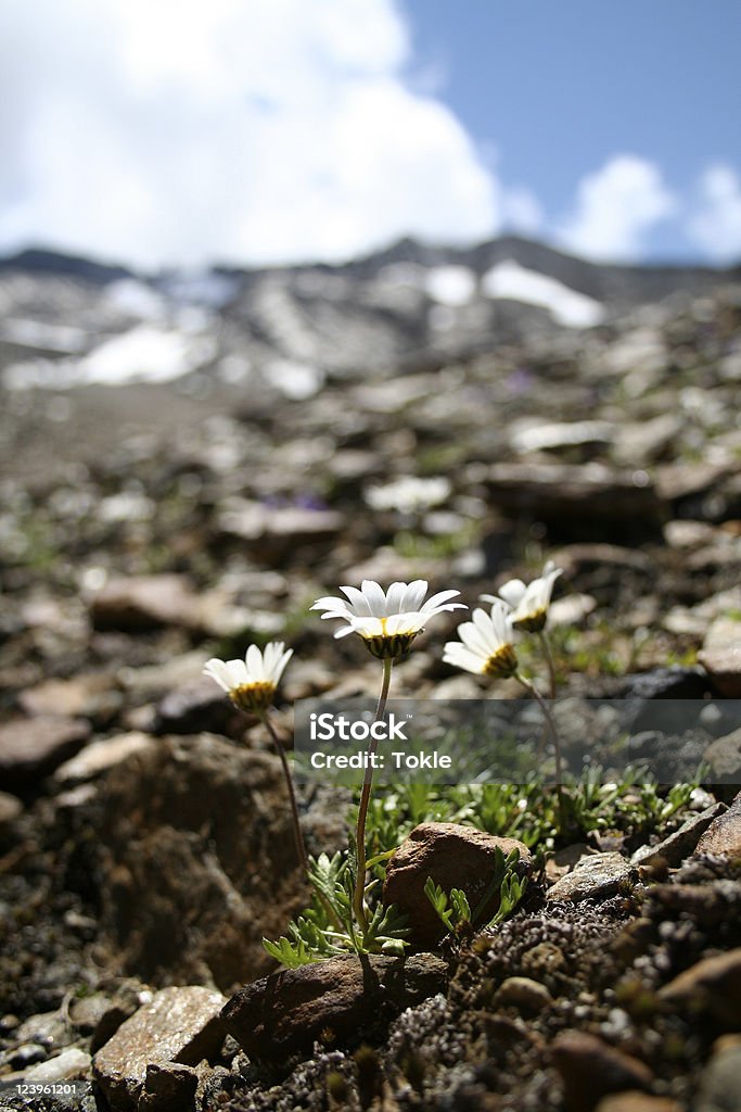 Alpen-Wucherblume - Lizenzfrei Alpen Stock-Foto