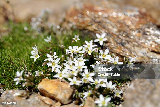 Saxifragiaceae Stockfoto und mehr Bilder von Alpen - Alpen, Alpsee, Bergsteigen