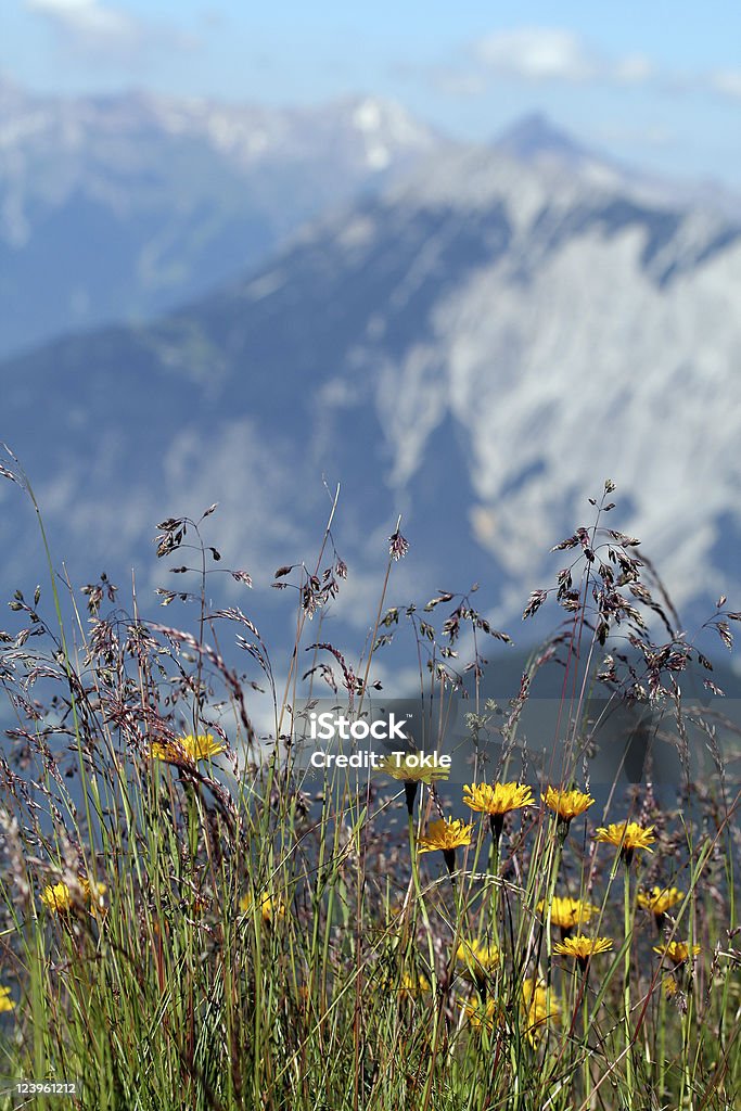 Blumen meadow - Lizenzfrei Alpen Stock-Foto