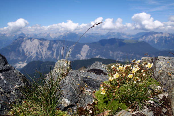 istock Plants in the mountains 123961245