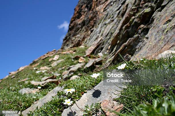 Alpenwucherblume Stockfoto und mehr Bilder von Alpen - Alpen, Alpsee, Bergsteigen
