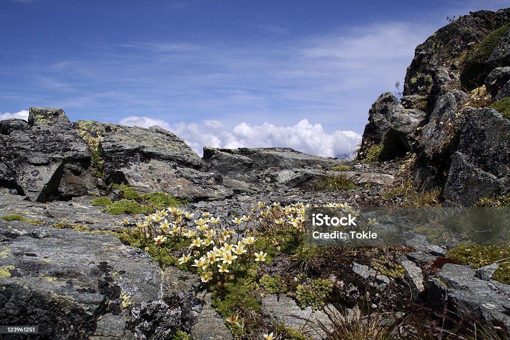 Pflanzen in den Bergen - Lizenzfrei Bergsteigen Stock-Foto