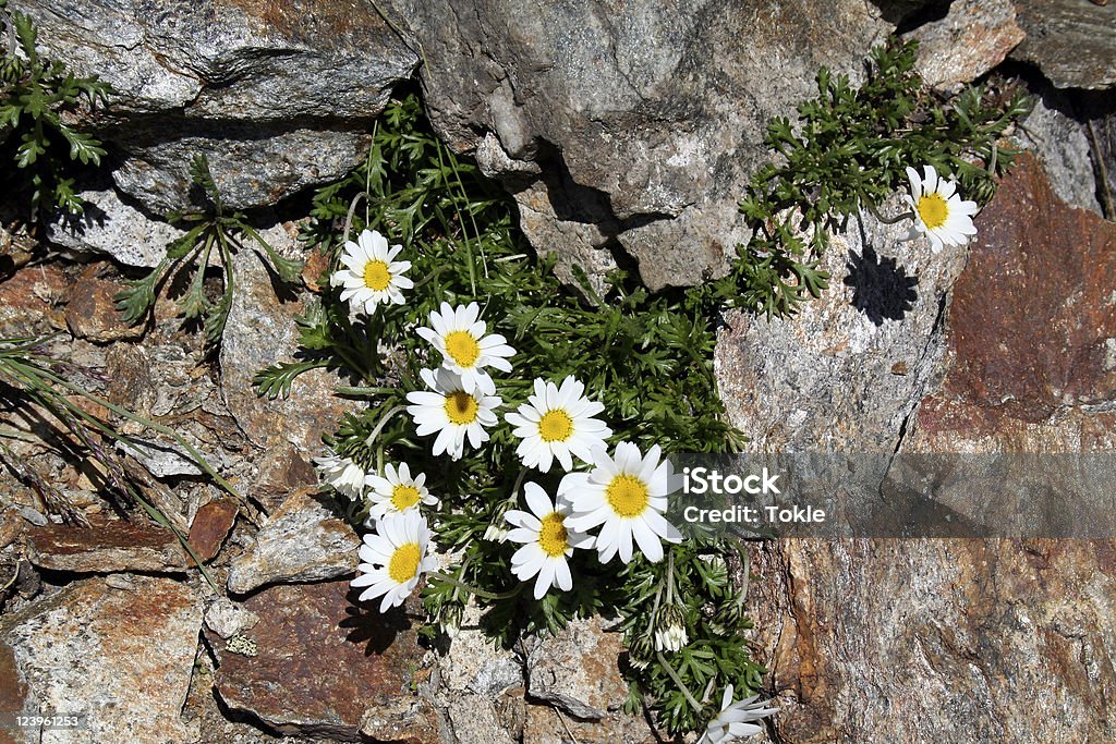 Alpen-Wucherblume - Lizenzfrei Alpen Stock-Foto