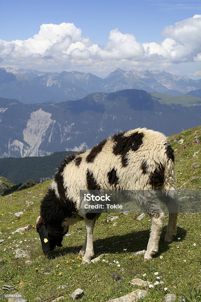 Schafe in den Alpen - Lizenzfrei Alpen Stock-Foto