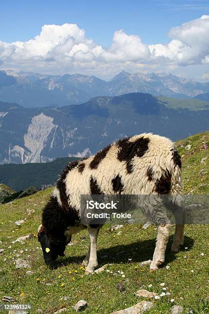 Schafe In Den Alpen Stockfoto und mehr Bilder von Alpen - Alpen, Blume, Blüte