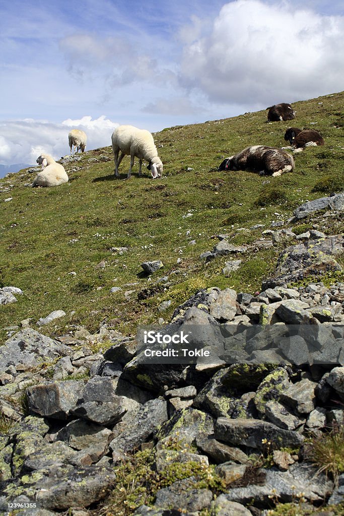 Sheeps in den Alpen - Lizenzfrei Alpen Stock-Foto