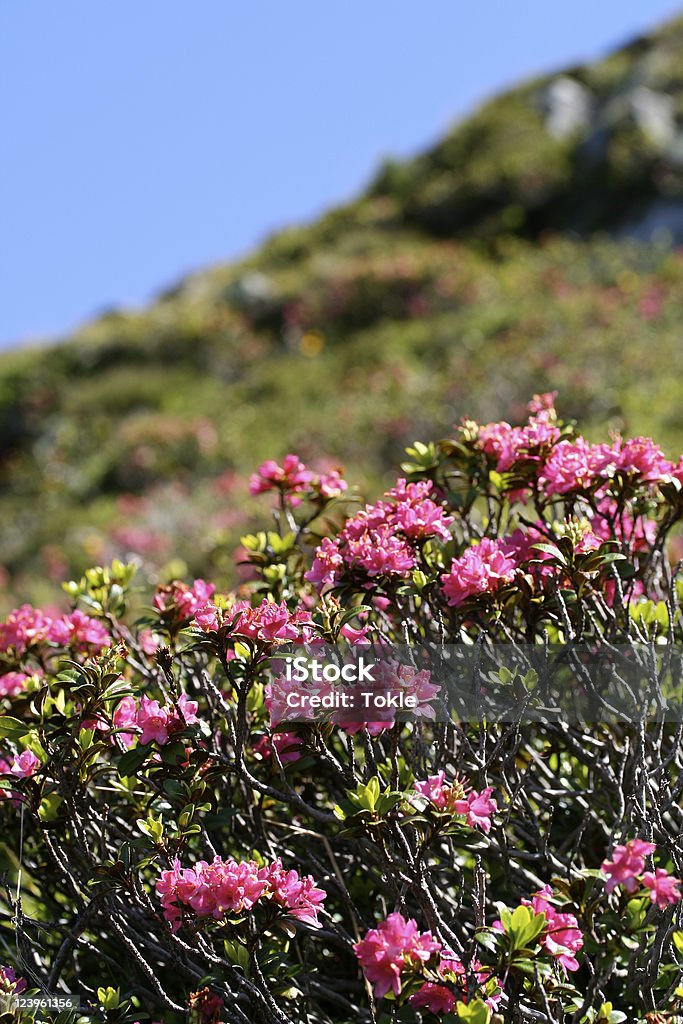 Alpine rose - Lizenzfrei Alpen Stock-Foto