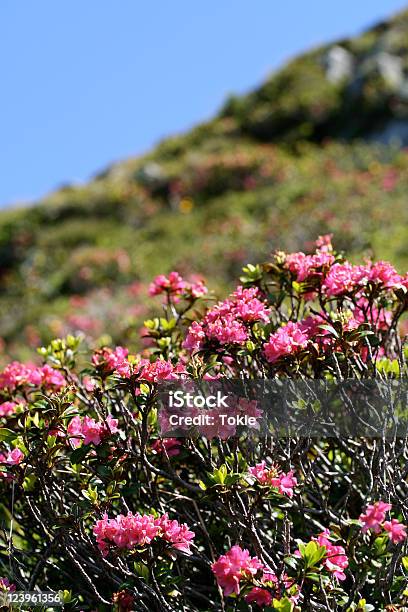 Alpine Rose Stockfoto und mehr Bilder von Alpen - Alpen, Bergsteigen, Bildschärfe