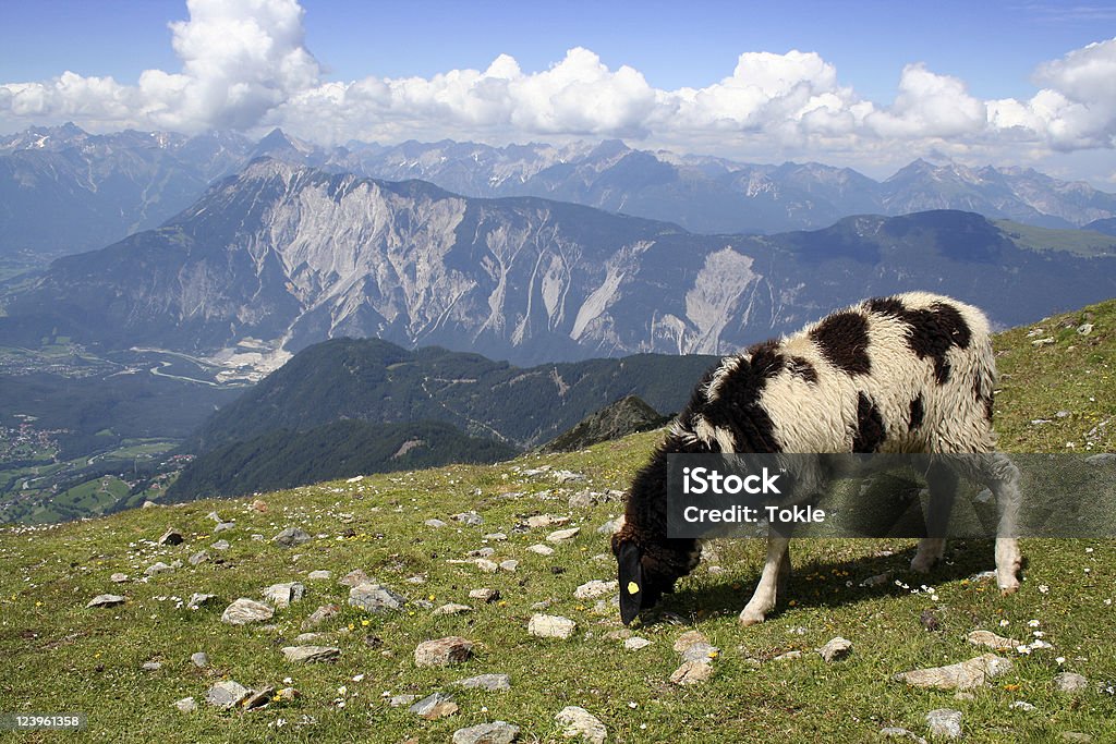 Schafe in den Alpen - Lizenzfrei Alpen Stock-Foto