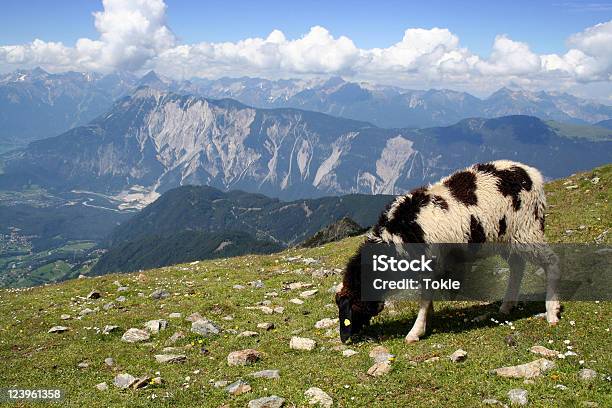 Schafe In Den Alpen Stockfoto und mehr Bilder von Alpen - Alpen, Blume, Blüte