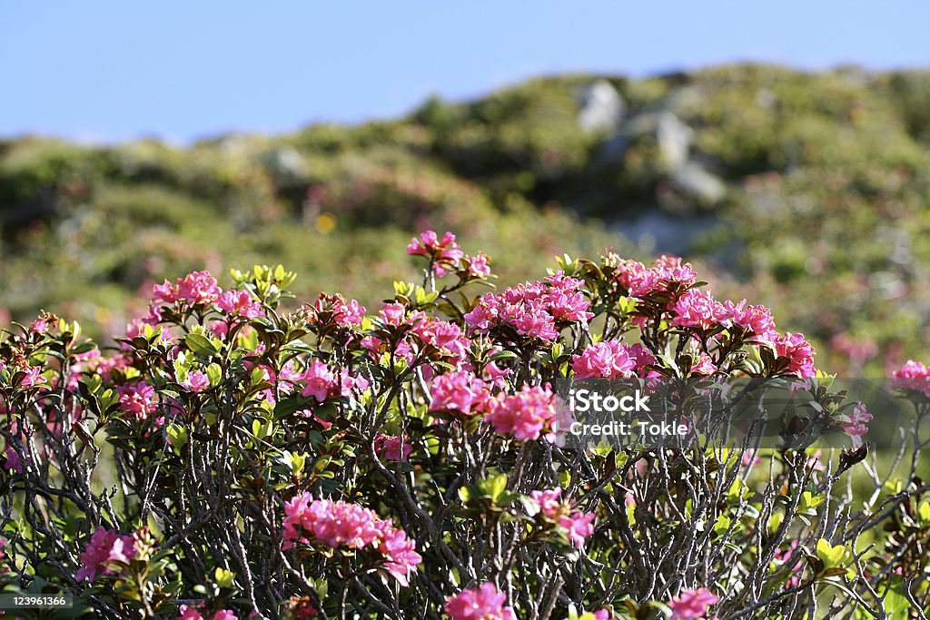 Alpine rose - Lizenzfrei Alpen Stock-Foto