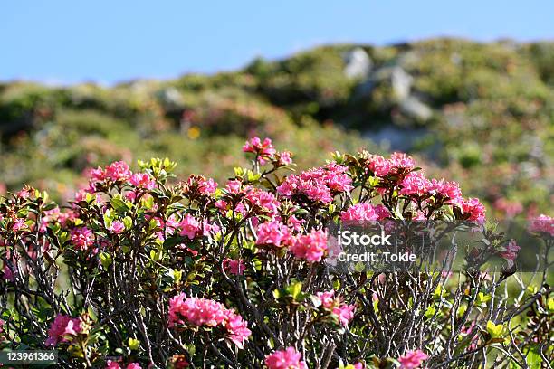 Alpine Rose Stockfoto und mehr Bilder von Alpen - Alpen, Rosa, Bergsteigen