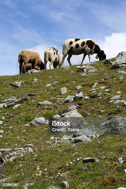 Sheeps Im Oetztal Alpen Stockfoto und mehr Bilder von Alpen - Alpen, Blume, Blüte