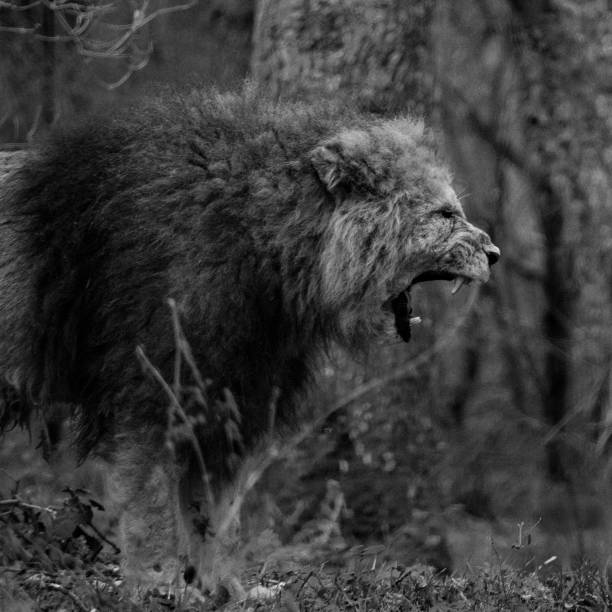 istock portrait of a lion 1239614061