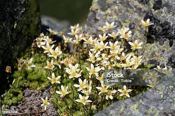 Saxifragiaceae Stockfoto und mehr Bilder von Alpen - Alpen, Ameise, Bergsteigen
