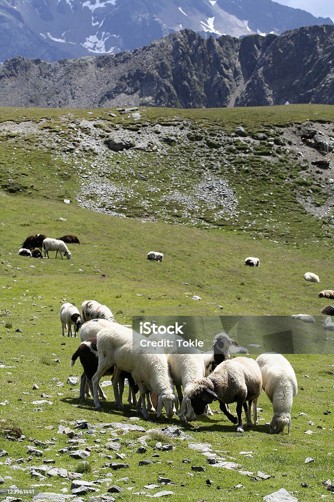 Sheeps in den Alpen - Lizenzfrei Alpen Stock-Foto