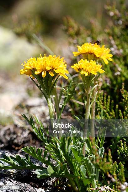 Triglavpippau Crepis Terglouensis Stockfoto und mehr Bilder von Alpen - Alpen, Bildschärfe, Blume