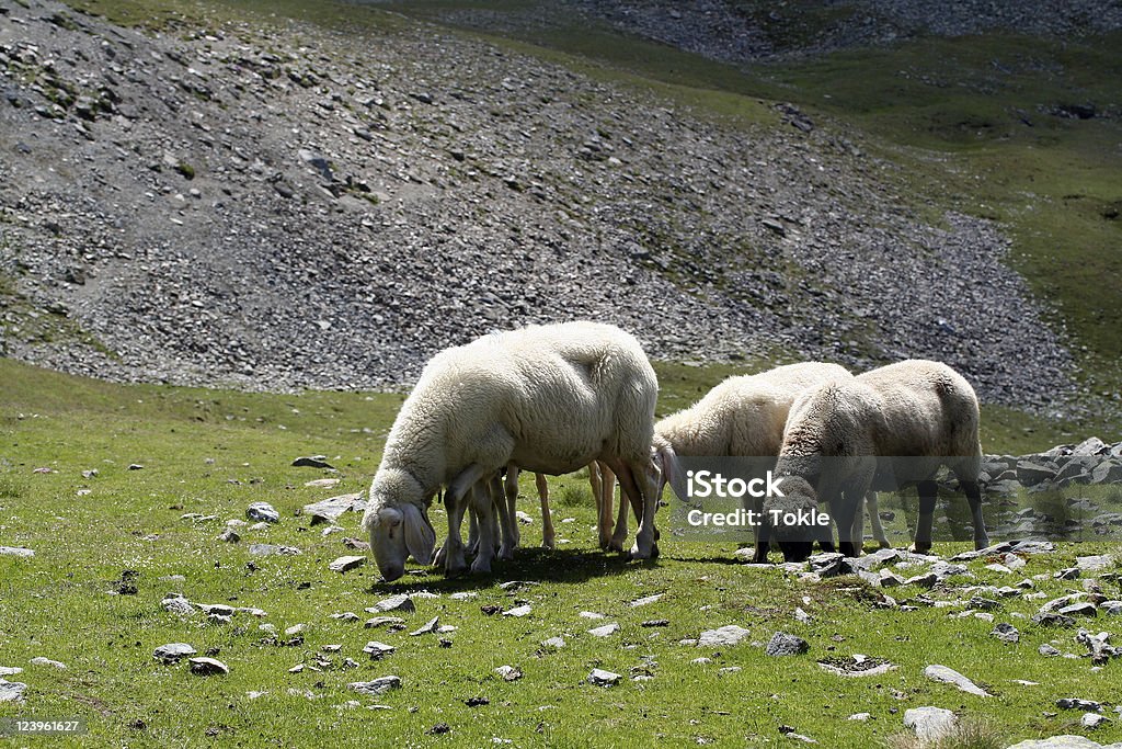 Sheeps nos Alpes - Royalty-free Alpes Europeus Foto de stock
