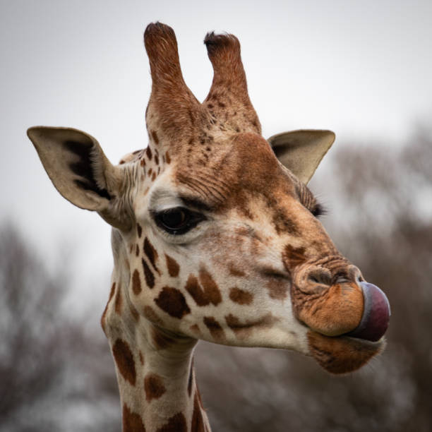 istock close up of giraffe head 1239617909