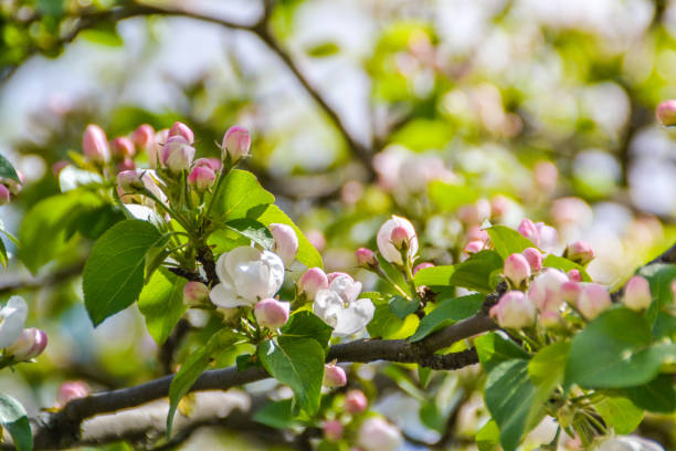 Flowering spring tree in the garden
