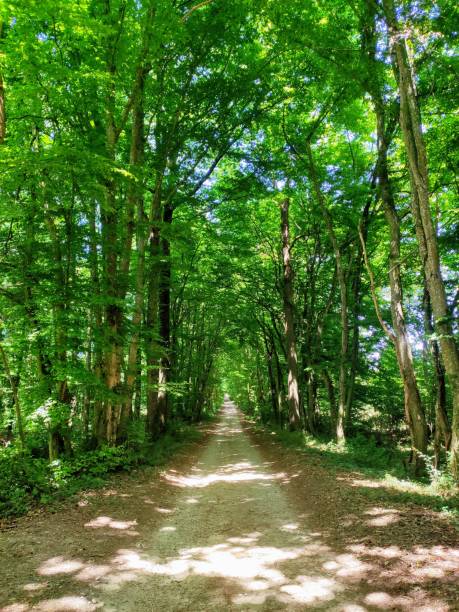 istock A walk in the wood 1239625439